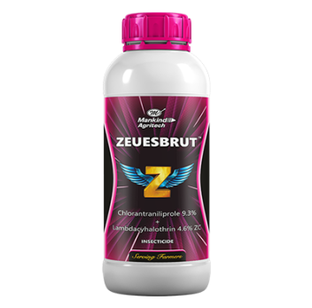Zeuesbrut